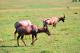31.馬賽馬拉公園的羚羊