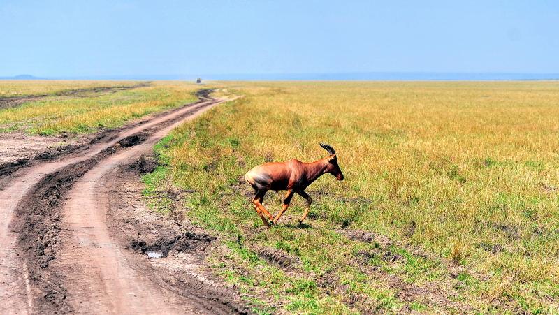 3190-黑面狷羚-馬賽買拉國家公園