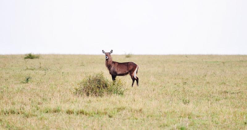 3200-水羚(雌性)-馬賽買拉國家公園