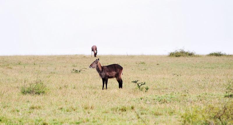 3202-水羚(雌性)-馬賽買拉國家公園