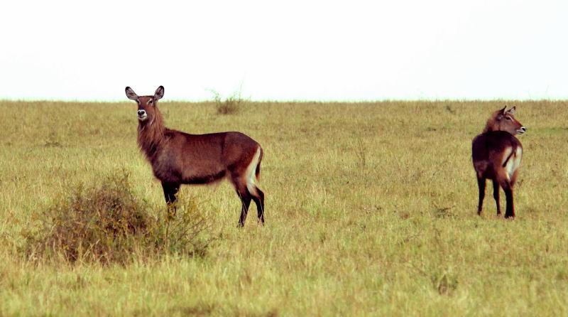3204-水羚(雌性)-馬賽買拉國家公園