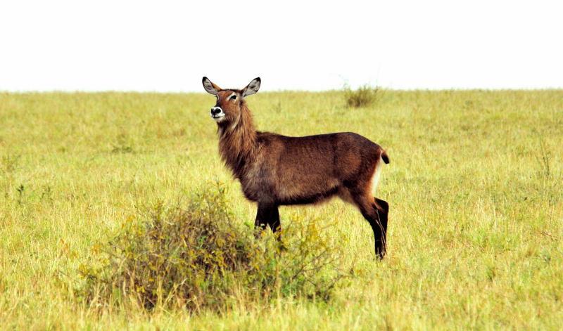 3205-水羚(雌性)-馬賽買拉國家公園