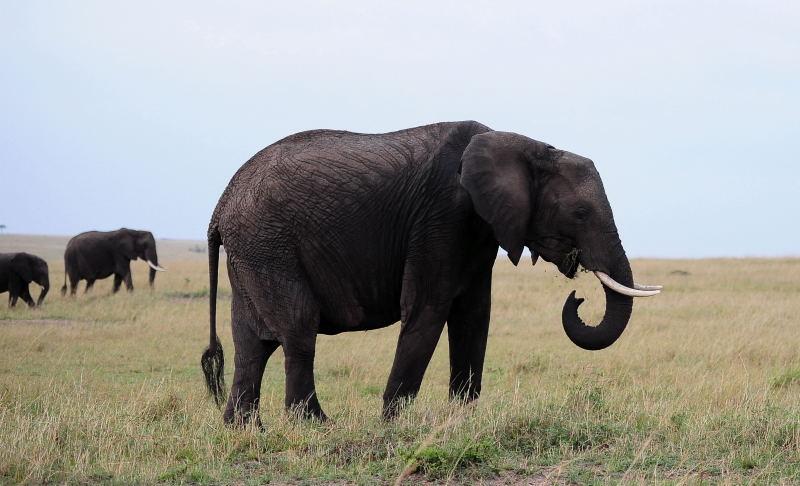 3418-大象-馬賽馬拉國家公園