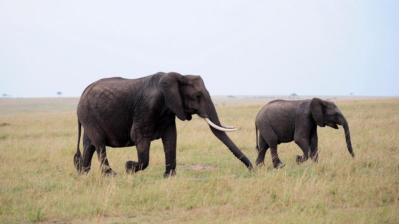 3421-大象-馬賽馬拉國家公園