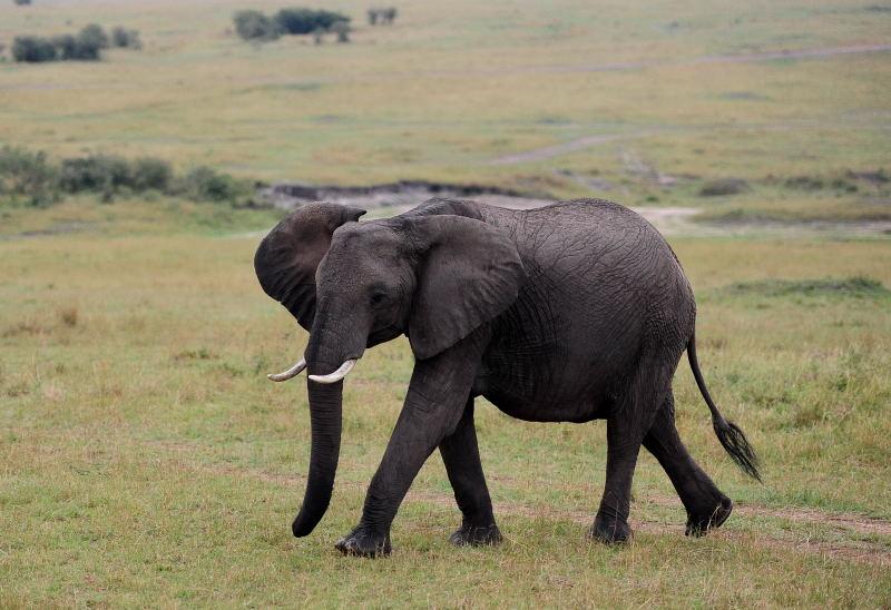 3430-大象-馬賽馬拉國家公園