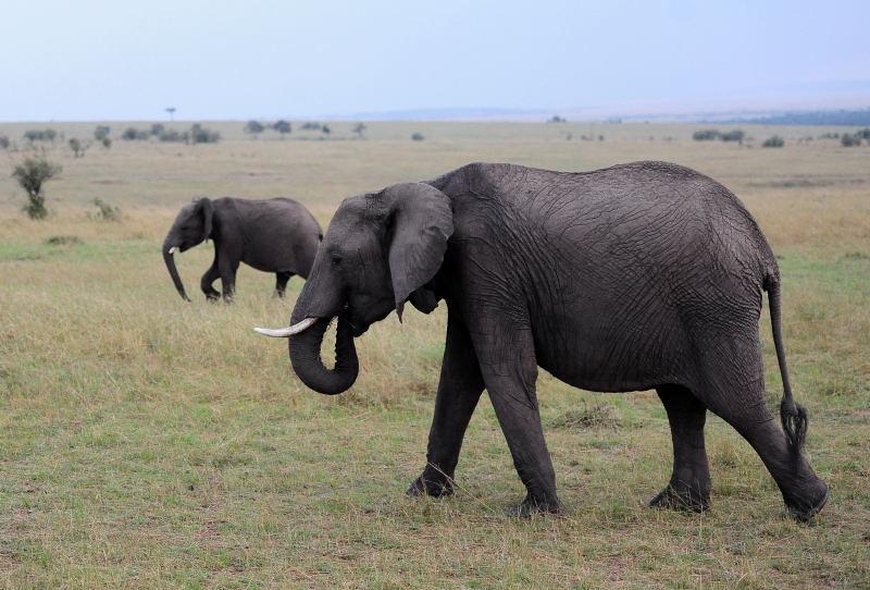 3436-大象-馬賽馬拉國家公園