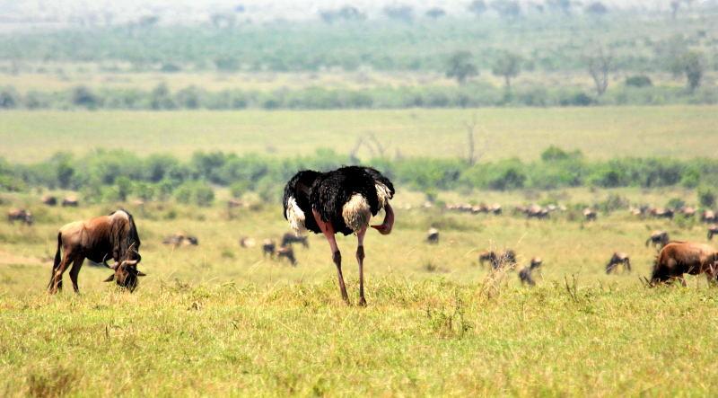 3510-駝鳥-馬賽馬拉國家公園