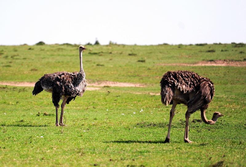3515-駝鳥-馬賽馬拉國家公園