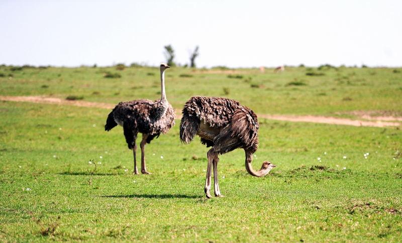 3519-駝鳥-馬賽馬拉國家公園