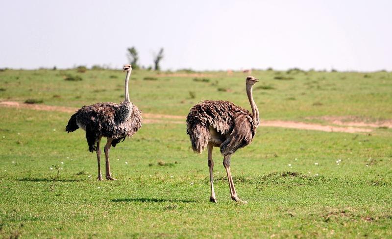 3520-駝鳥-馬賽馬拉國家公園