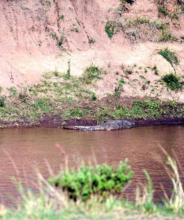 3528尼羅河鱷魚-馬賽馬拉國家公園