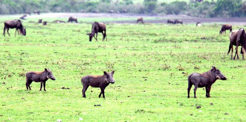 3546-疣豬-馬賽馬拉國家公園