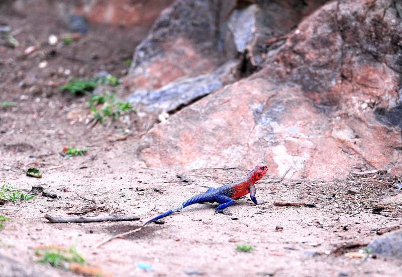 3610-馬賽馬拉公園-邊界關卡-彩色蜥蜴