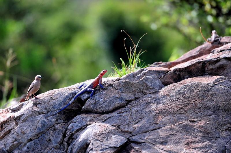 3625-馬賽馬拉公園-邊界關卡-彩色蜥蜴