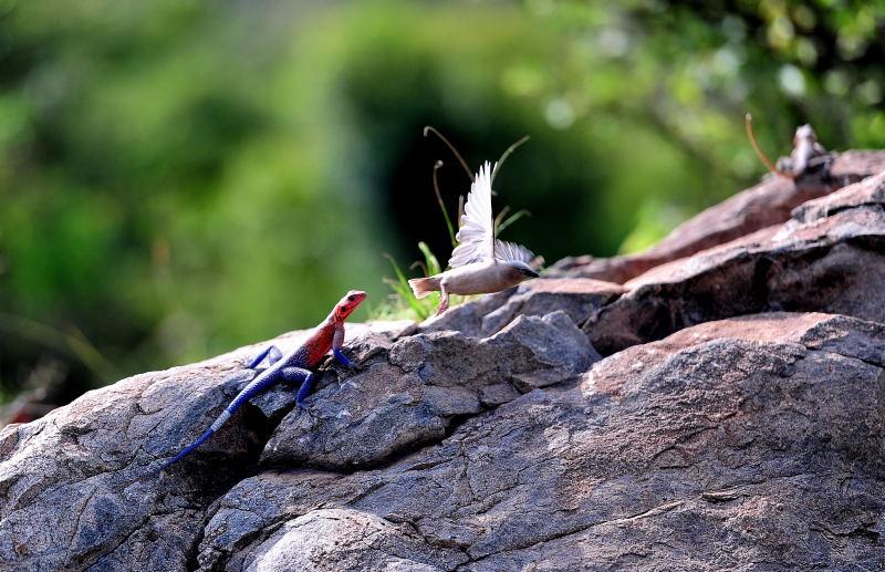 3626-馬賽馬拉公園-邊界關卡-彩色蜥蜴