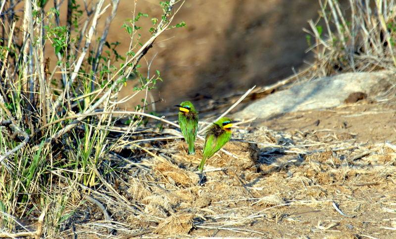 3640-食蜂鳥-馬賽馬拉國家公園