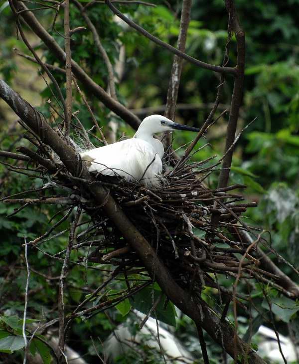 16-母白鷺鷥孵蛋