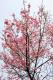 23.PINTEK公司旁的一棵櫻花樹
