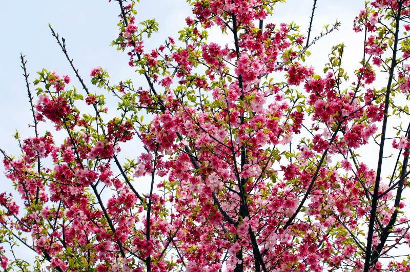 20-樹林市-PINTEK公司旁的櫻花