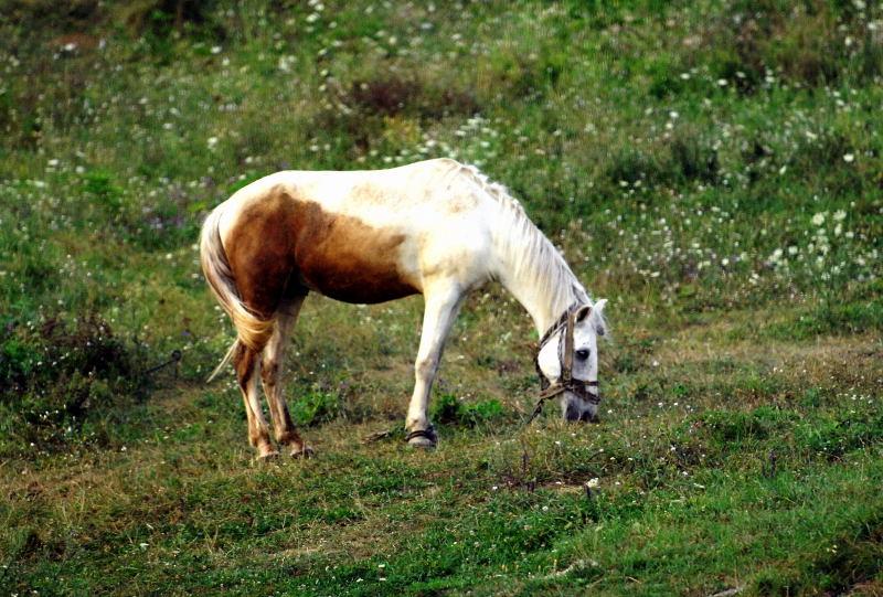 5505-索菲亞往里加的路上-保加利亞純種馬.JPG