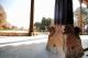 36.伊斯法罕-四十柱廳_Isfahan, Chehel Sotoun, Palast der 40 Säulen