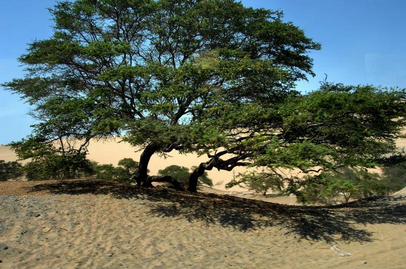 0815-花卡奇納-沙漠大樹