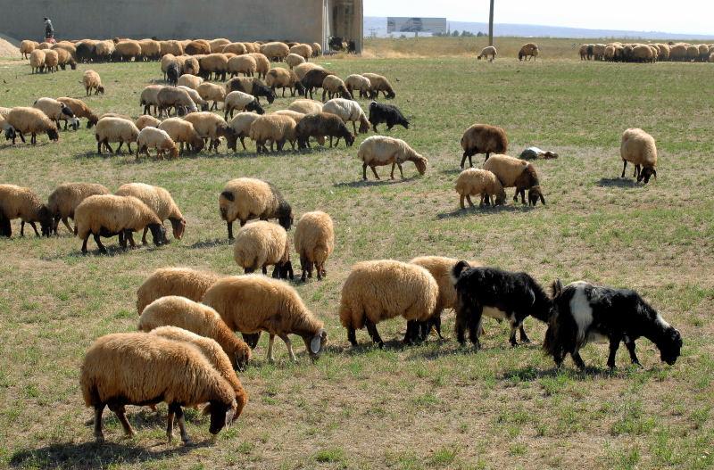 2861-凡城-周邊景觀-加油站旁的羊群.JPG