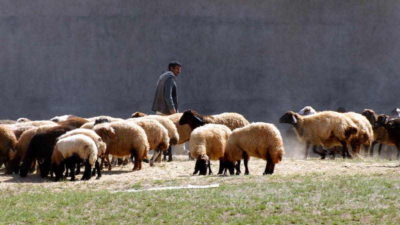2894-凡城-周邊景觀-加油站旁的羊群.JPG