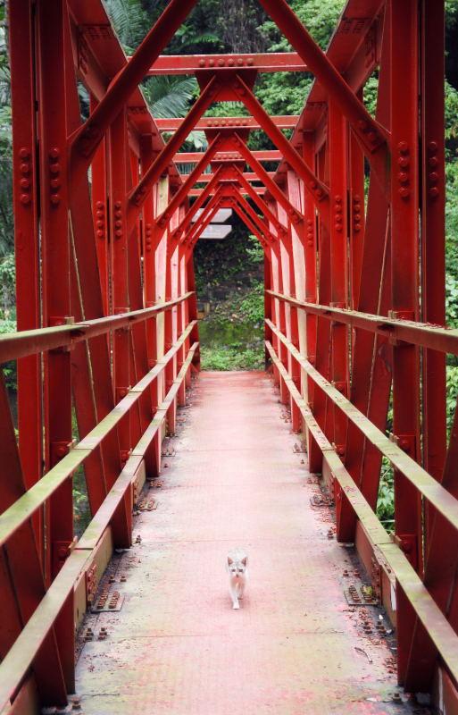 069-小烏來身林步道-鐵橋的貓咪