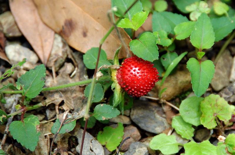 042-棲蘭山莊-野草莓