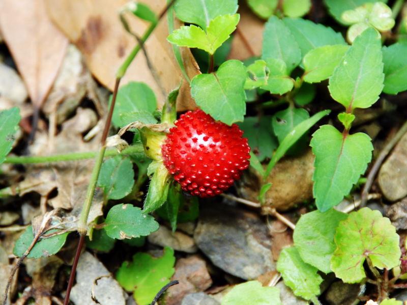 043-棲蘭山莊-野草莓