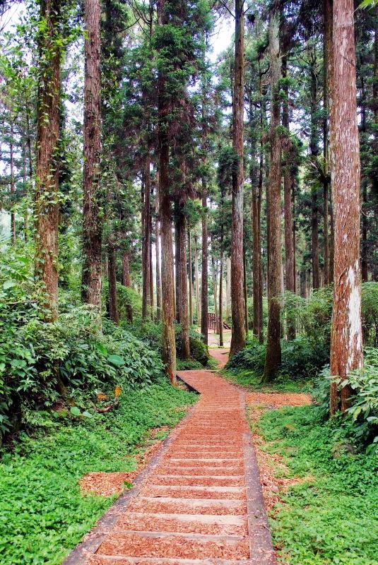 240-溪頭-森林步道