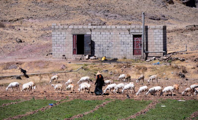 1011-伊布-巴丹山脈的牧羊人