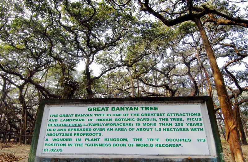 0700-加爾各達-植物園-超大氣根樹-解說牌