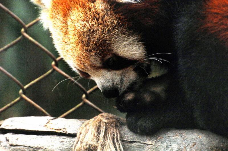1847-大吉嶺-動物園-紅貓熊.JPG