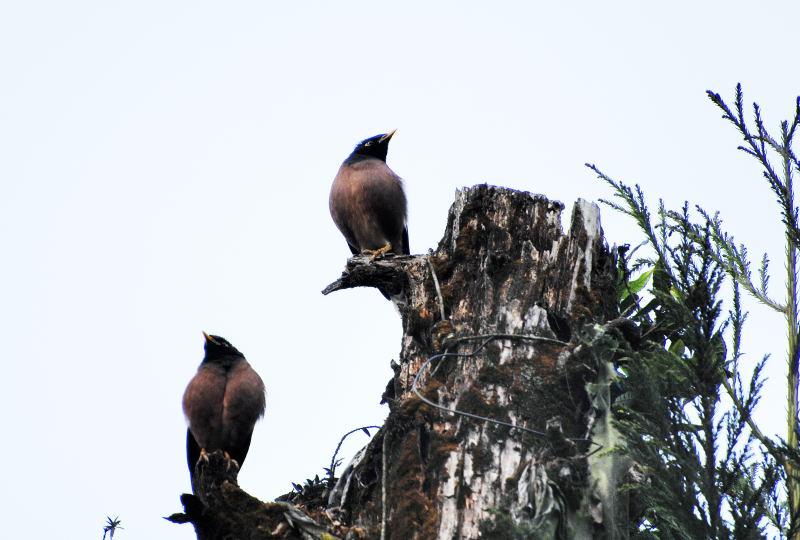 3141-甘托克-塔須觀景台-樹上的野鳥.JPG