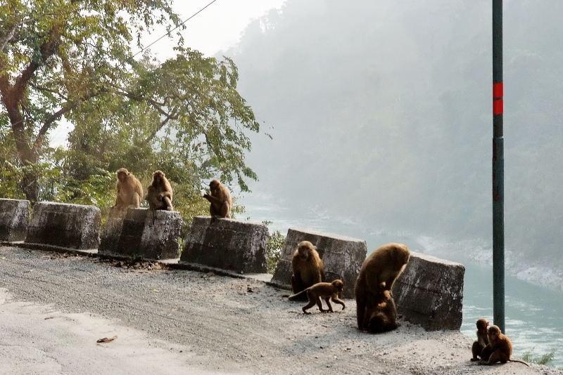 3581-往不丹的路上-猴群.JPG