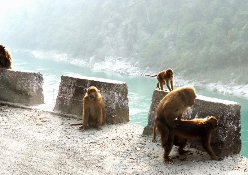 3582-往不丹的路上-猴群.JPG