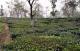 10.錫金往不丹的路程(下)-阿薩姆茶園區_Tea garden of Assam