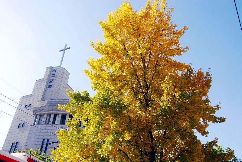 1095-首爾的銀杏路樹