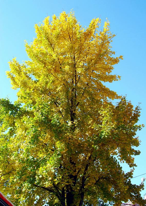 1096-首爾的銀杏路樹