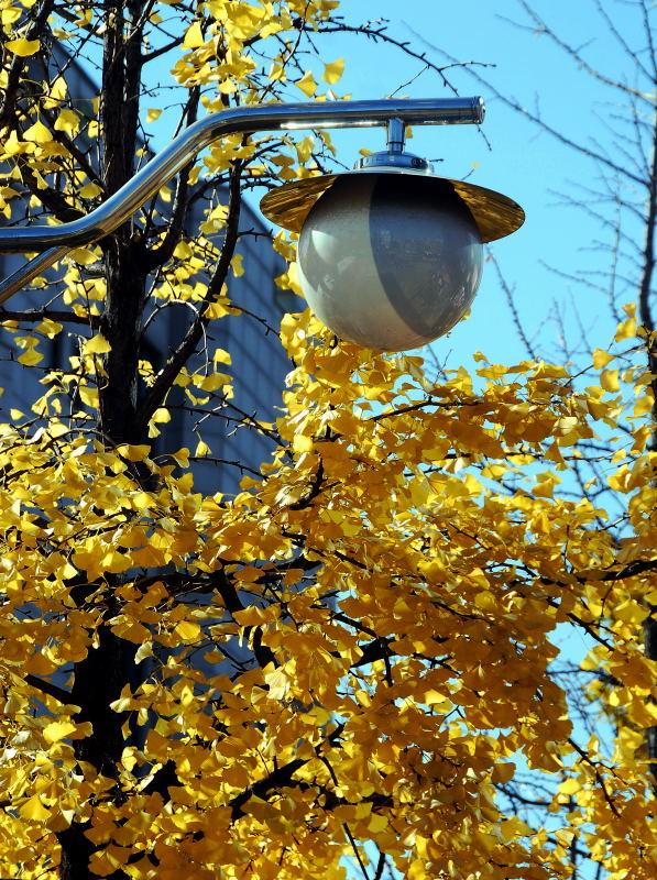 1098-首爾的銀杏路樹-路燈