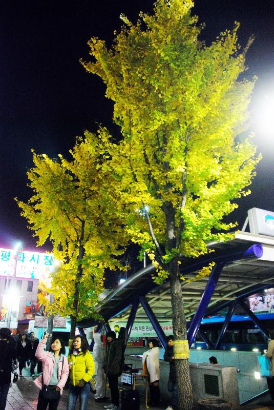 1100-首爾-東大門的銀杏樹