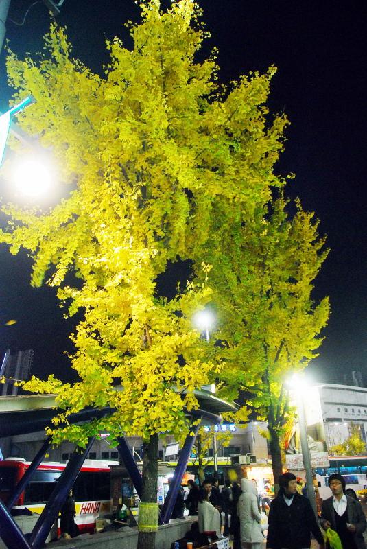 1103-首爾-東大門的銀杏樹