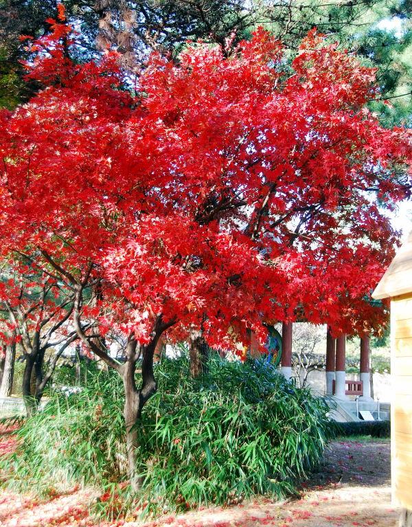 1124-首爾-青瓦台-路樹