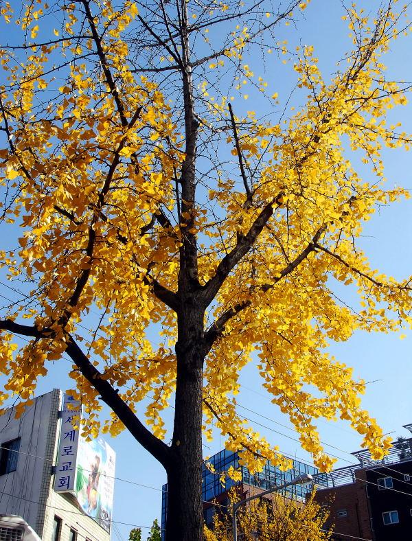 1145-首爾的銀杏路樹