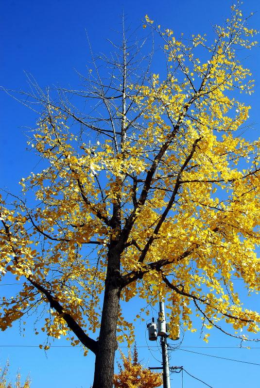 1146-首爾的銀杏路樹
