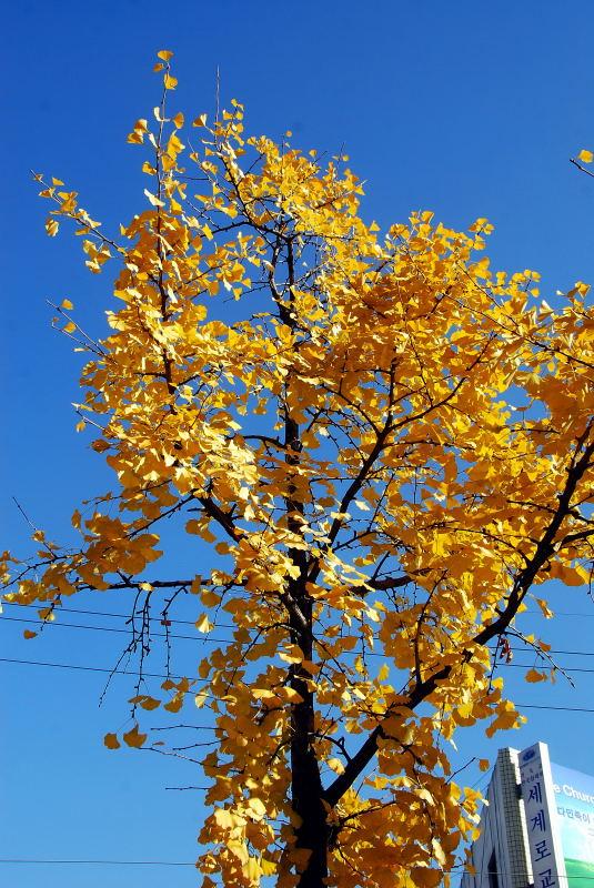 1147-首爾的銀杏路樹