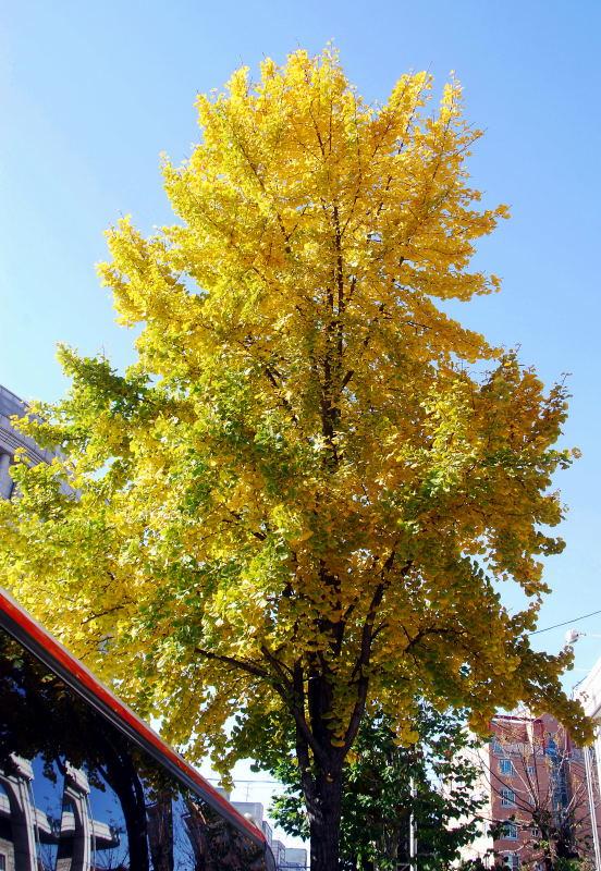 1149-首爾的銀杏路樹