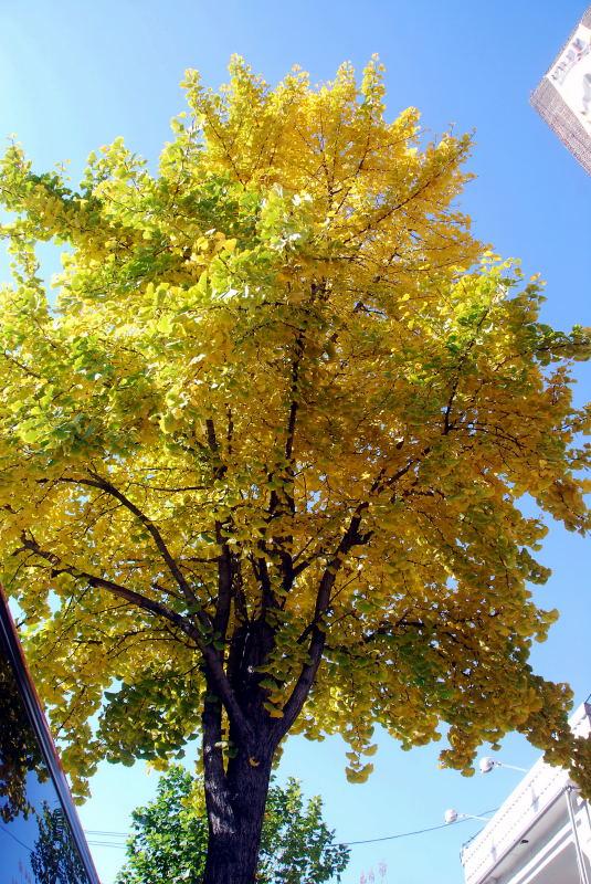 1150-首爾的銀杏路樹